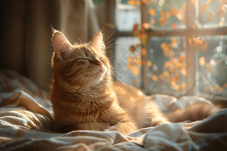卧室窗台阳光下的猫咪背景