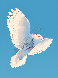 蓝天中的雪鸮高清图片