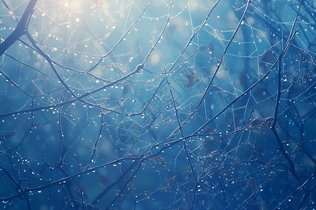 蜘蛛网带水珠晶莹的网水珠交织插画