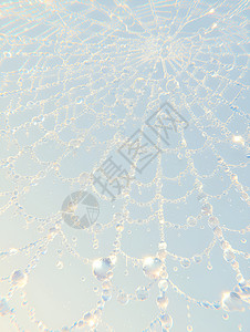 丝网织机蜘蛛网上的水滴插画