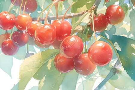 油果子树枝上的樱桃插画