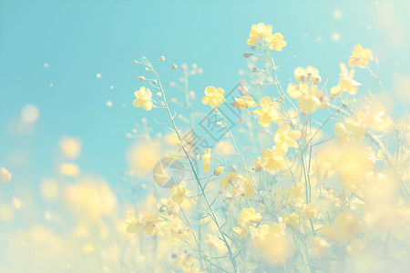 春天之美黄色油菜花背景图片