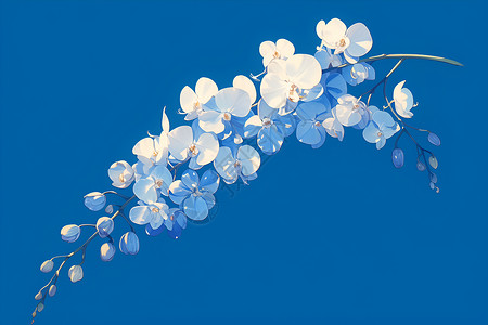 蓝色背景上的兰花背景图片