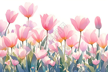 粉色郁金香的水彩画背景图片