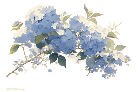 花朵水彩清新自然的蓝色绣球花插画