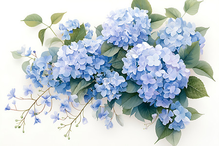 蓝色绣球花的水彩画高清图片