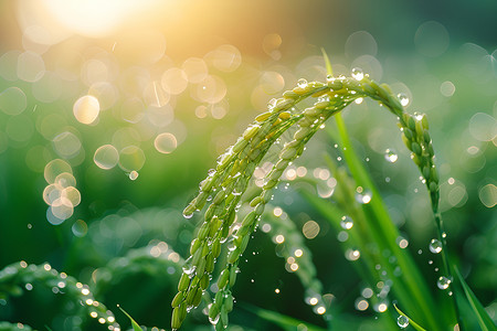 稻叶雨中的翠绿稻穗背景