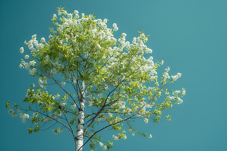 臭椿植物树枝一棵白桦树背景