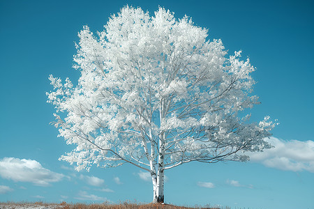 美丽的白桦树背景图片