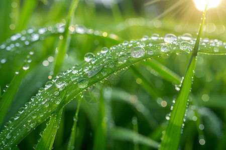 清晨露珠浸润的水稻叶高清图片