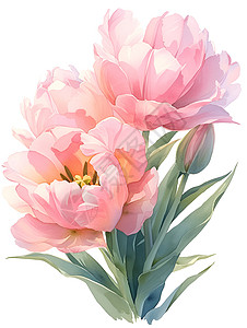 粉色花朵和绿叶粉色郁金香与绿叶插画