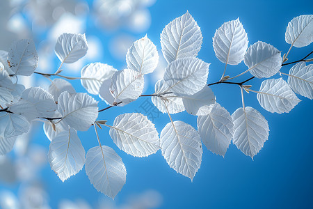 蓝色树叶蓝色背景色的白色叶子背景