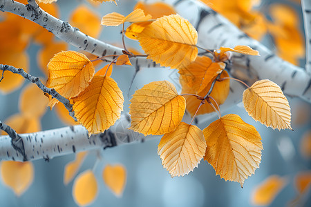 秋意浓郁的白桦树枝背景图片