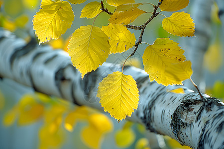白桦树素材纷飞的秋叶勾背景