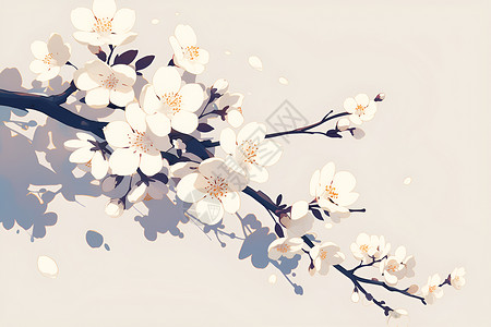 白色的樱花背景图片