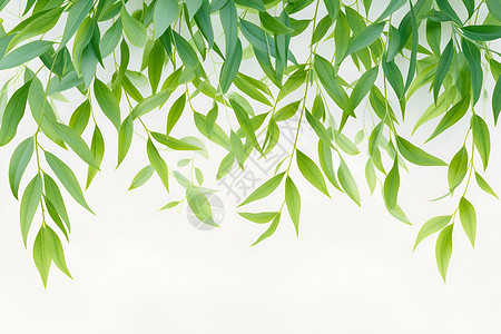 绿叶树枝翠绿垂柳与纯白背景插画