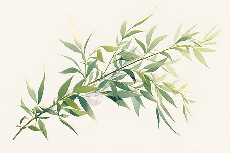 优雅的绿柳树枝背景图片