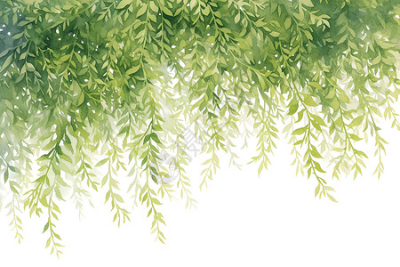 清新柳叶柳枝淡绿柳枝在白色背景中插画