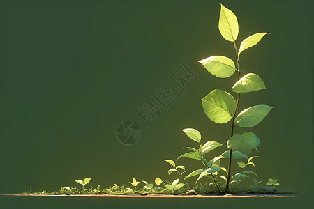 植物的成长背景图片