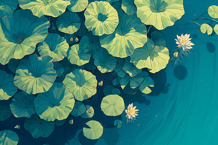 水中漂浮的莲叶背景图片