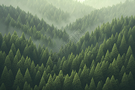 浓雾树林柏树素材高清图片