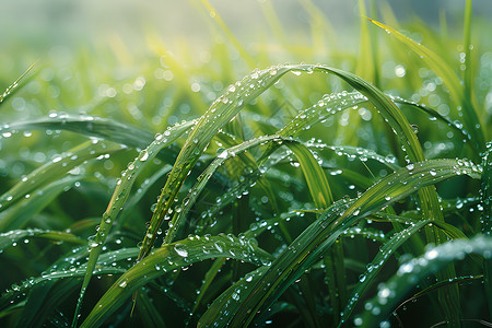 窗外细雨清晨稻田中沾满露珠的稻叶背景