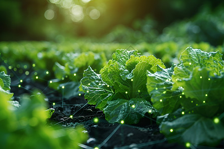 地农田蔬菜地的智能科技设计图片