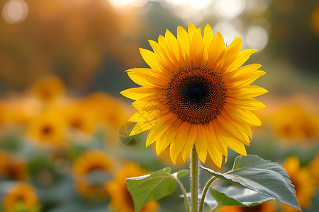 太阳花的近距离视角高清图片