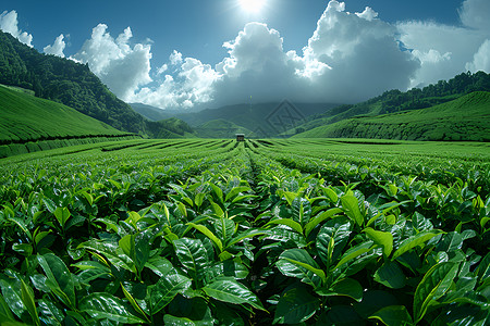绿色的茶园茶园种植高清图片