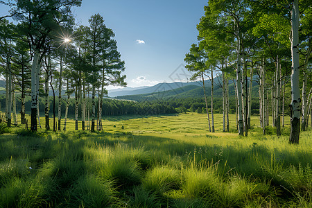 翠绿树木翠绿的森林山脉背景