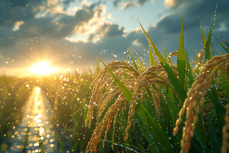 打谷子阳光下的稻田背景