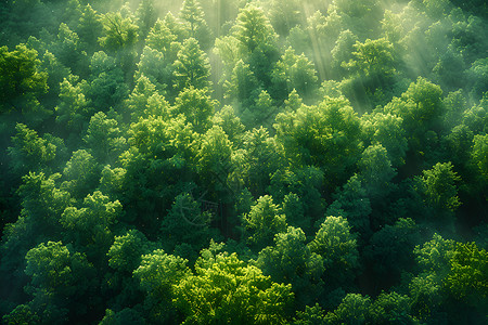 广西森林展示的绿色树林插画