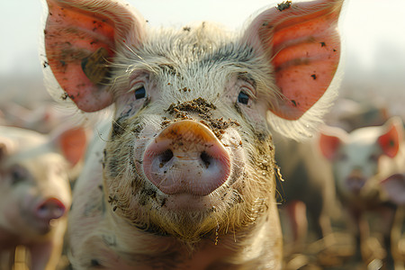 户外农场的猪群高清图片