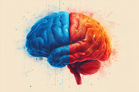 大脑潜能一个大脑的构造插画