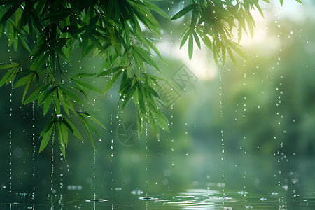 细嗅细雨中的竹林背景