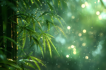 雨滴雨中的竹林背景