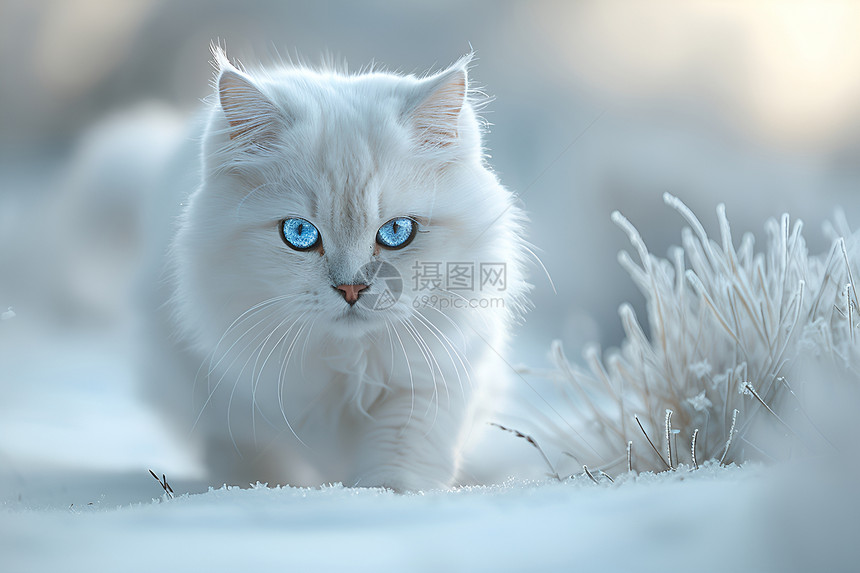 冬天雪地行走的猫咪图片