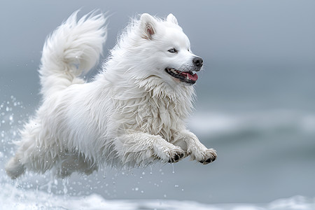 雪地创意摄影插画活力四溢的萨摩耶犬背景