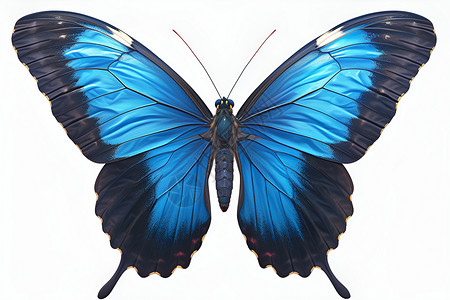 带翅膀栩栩如生的蝴蝶插画