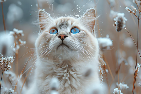 小树丛中猫草丛中的蓝颜猫背景