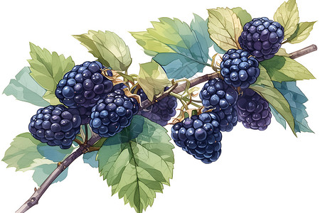 桑葚果园阳光下的黑莓插画