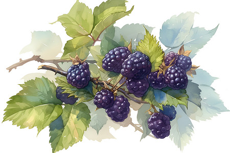 水果干蜜饯干酸适中的黑莓插画