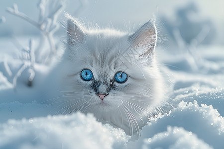 蓝眼白猫在雪地中穿行高清图片