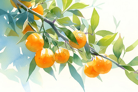 喜鹊枝头枝头上的橘子水果插画