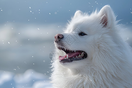 萨摩耶狗雪地上的快乐萨摩耶背景