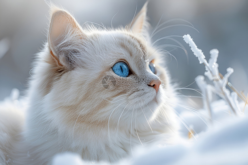 雪地中的一只蓝眼白猫图片