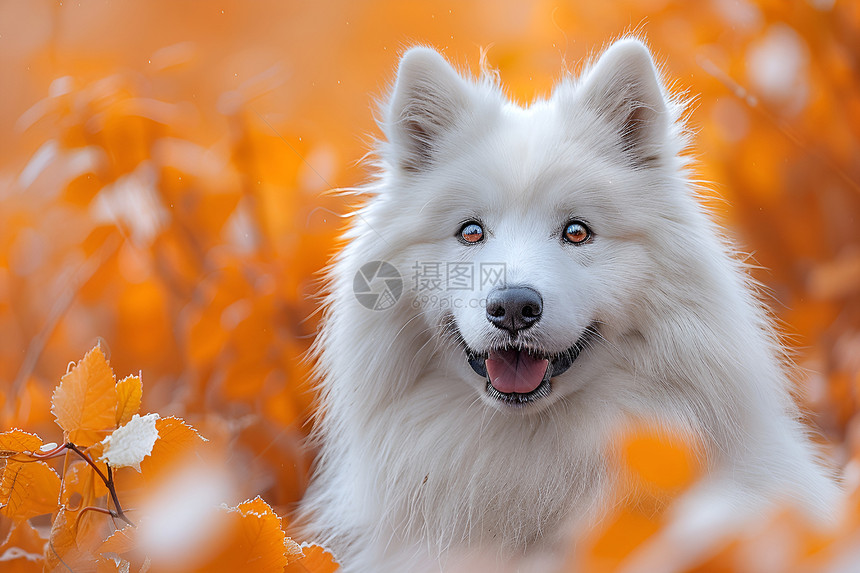 笑容满面的萨摩耶犬图片