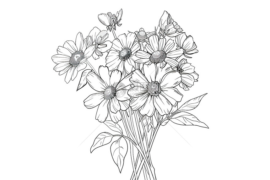 花卉素描插画图片