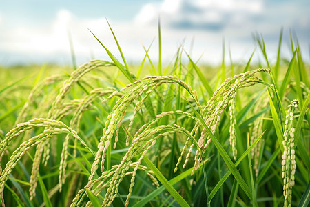 绿色抽象麦穗绿色稻田背景背景