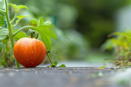 种植西红柿新鲜的西红柿设计图片